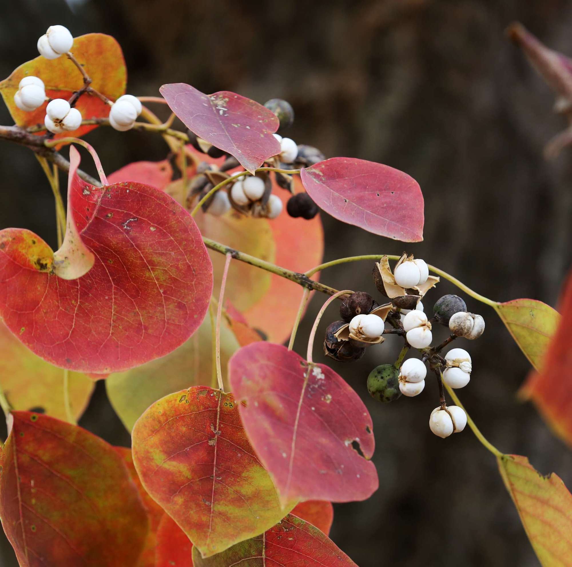 鈭瀀3xckwt1ztoa2da鈭 鈭瀀3xckwt1ztoa2da鈭